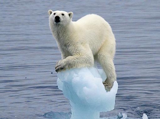 polar bear clinging on what’s left of a block of ice or glacier